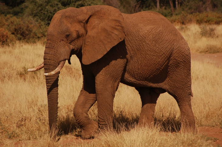 Elephant marron d'Afrique