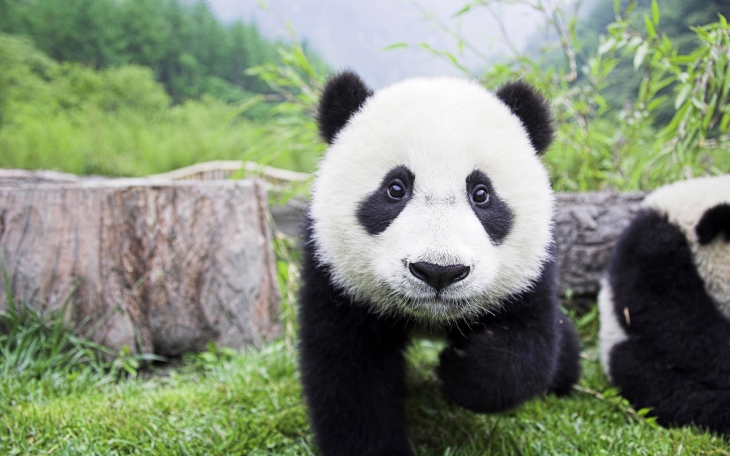 panda joven