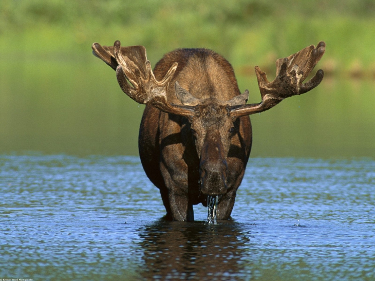 Fondo de pantalla de alces