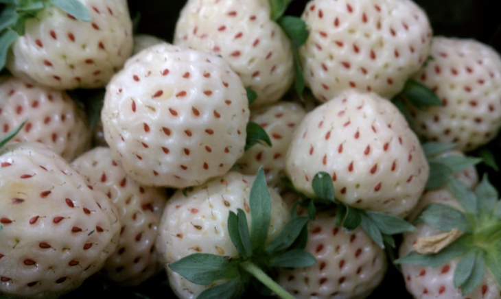 White strawberries