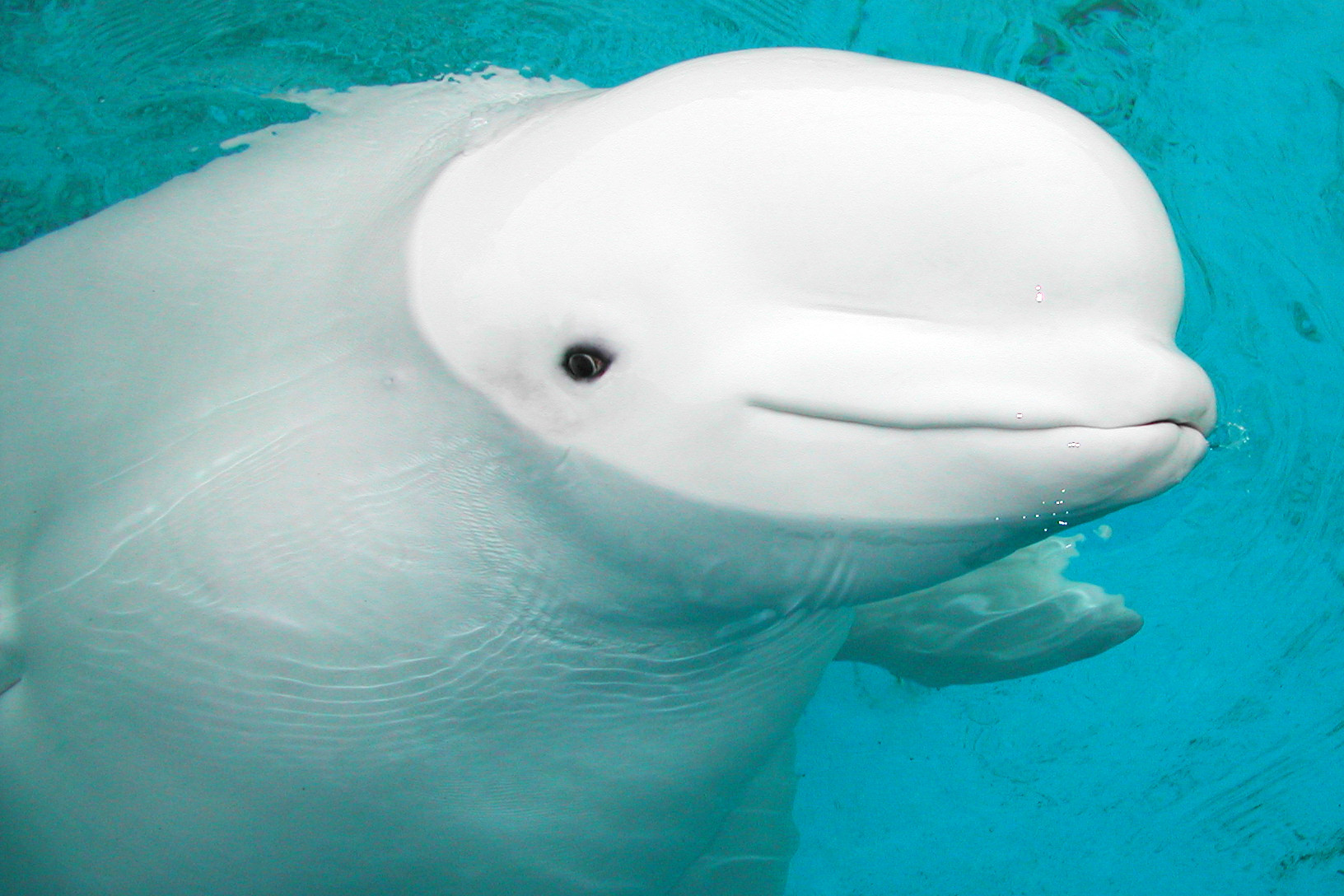 Лоб дельфина. Полярный Дельфин Белуха. Белый кит Белуха. Белый Дельфин Белуха. Морские млекопитающие Белуха.