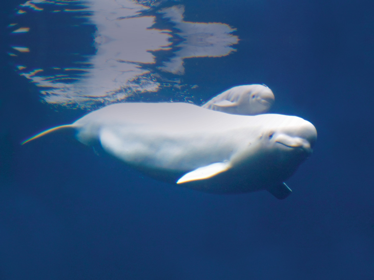 Beluga dauphin blanc