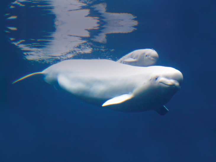 Beluga white dolphin