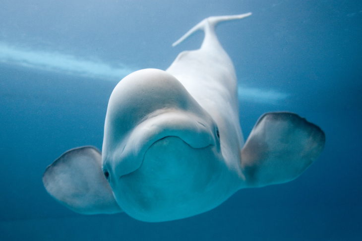 Beluga fond d'écran