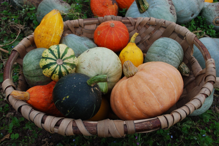 Verduras de invierno