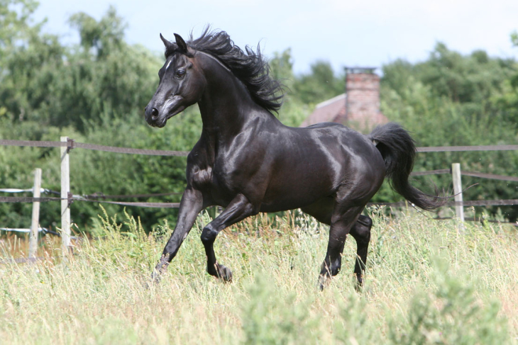 Cheval arabe Zarife El Mansour