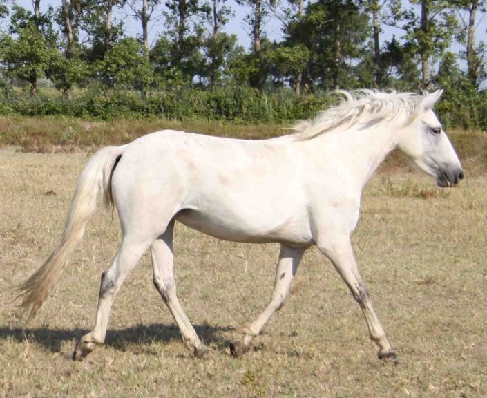 Carmague white horse