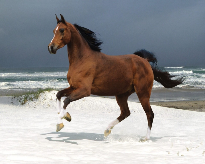 コルシカ島の馬