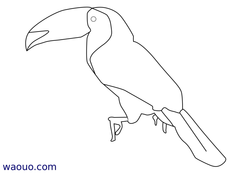 Keeled Toucan coloring page 