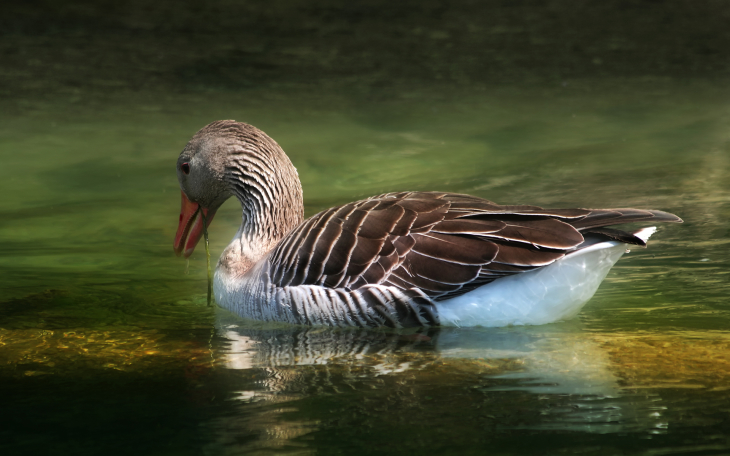 Greylag goose