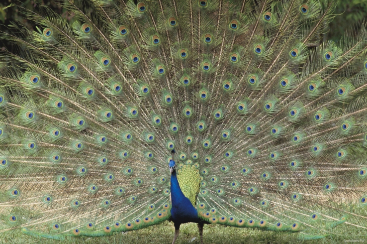 Peacock blue feather