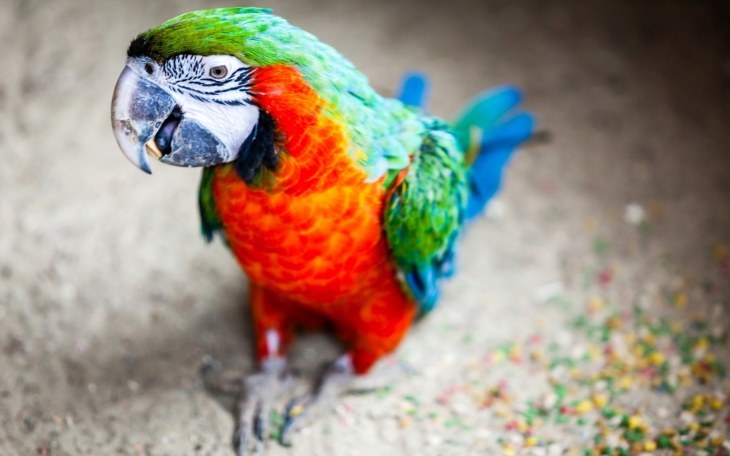 コンゴウインコのオウム