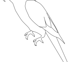 Perroquet Ara coloriage
