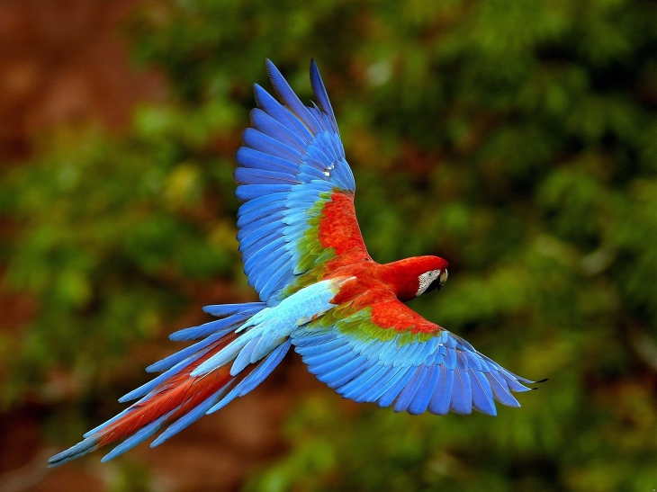 Loro guacamayo en vuelo