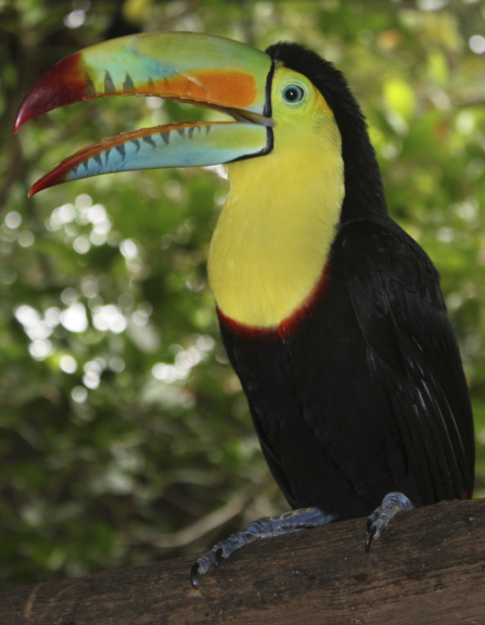 Keeled Toucan