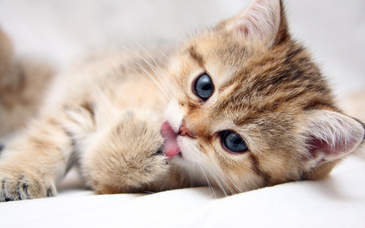 Cute cat wallpaper HD