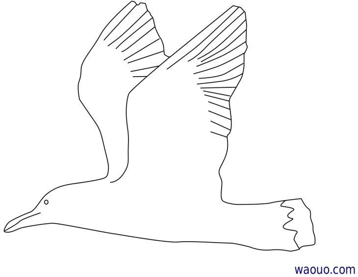 Seagull coloring page