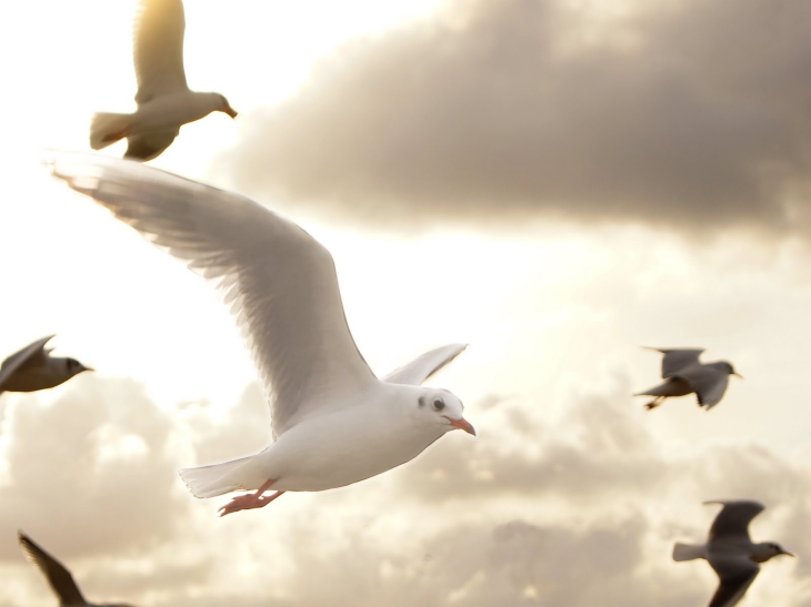 Seagull in flight