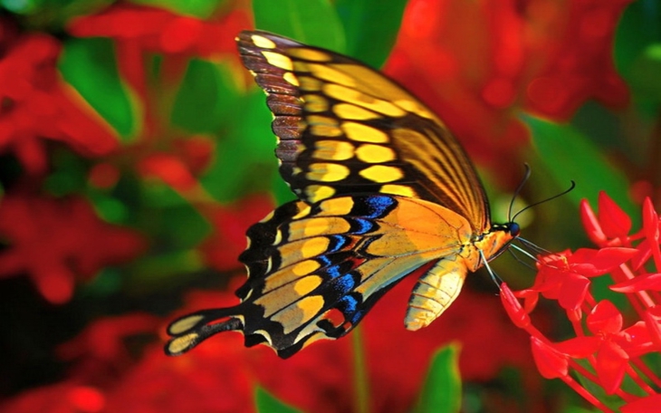 Papillon joli