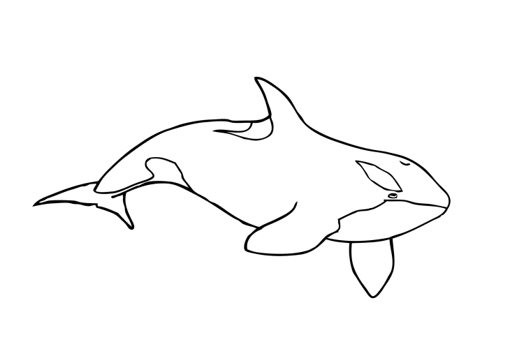 Dibujo de Orca para colorear