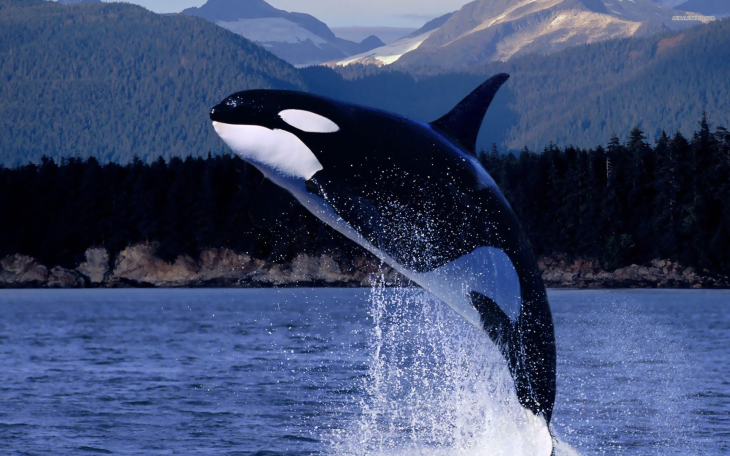 orca