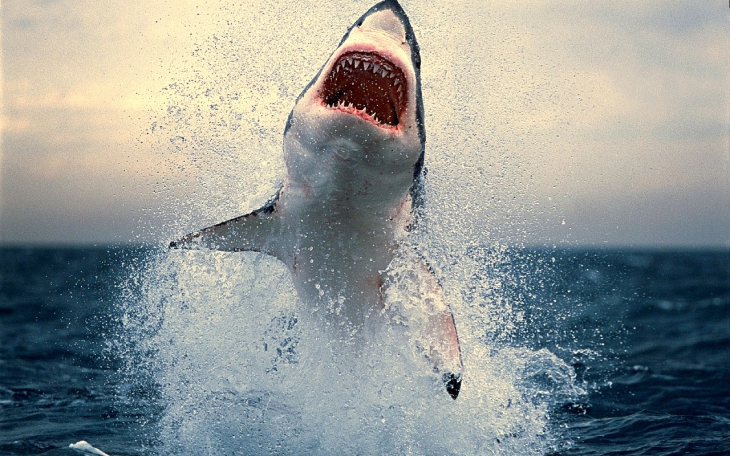 Requin attaque
