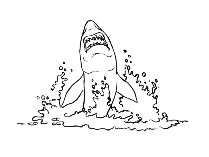 Shark drawing