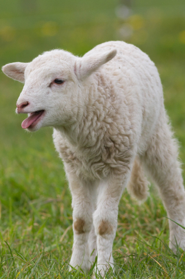 Lamb