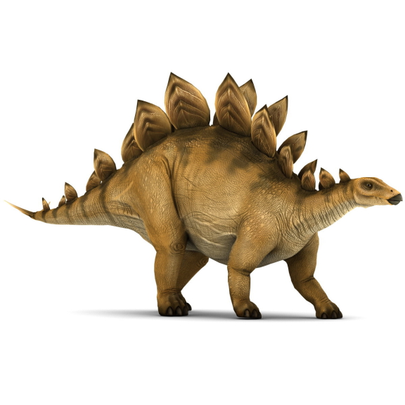 Stegosaurus