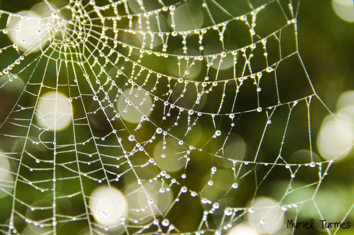 Tela de araña