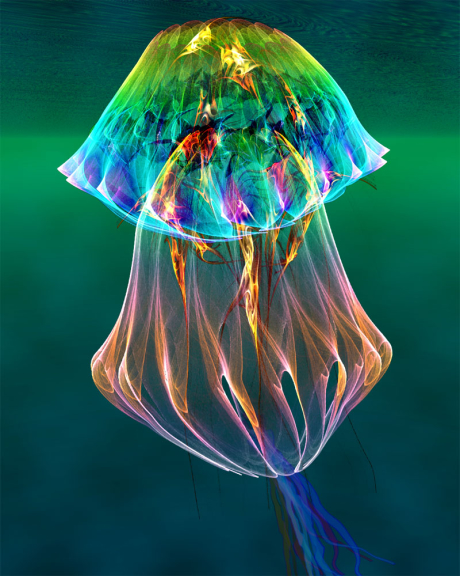 Multicolored jellyfish