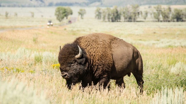 Bison