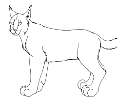 Coloriage lynx