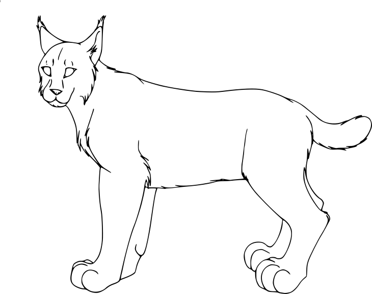 Lynx coloring page