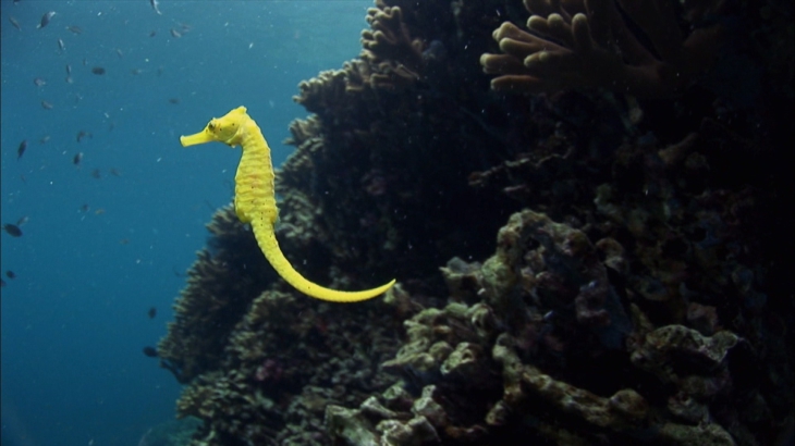 Yellow seahorse