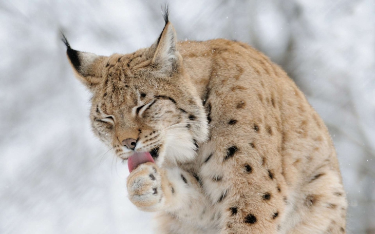 Luchs