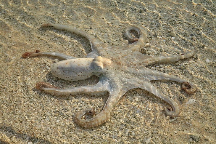 Octopus