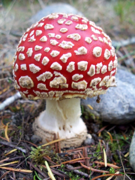 Mushroom