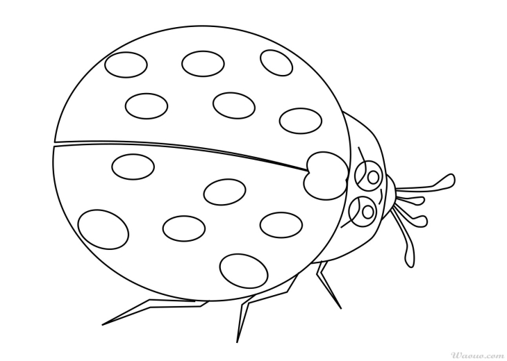 Coccinelle dessin