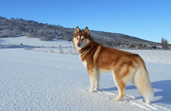 husky hond