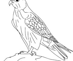Coloriage faucon