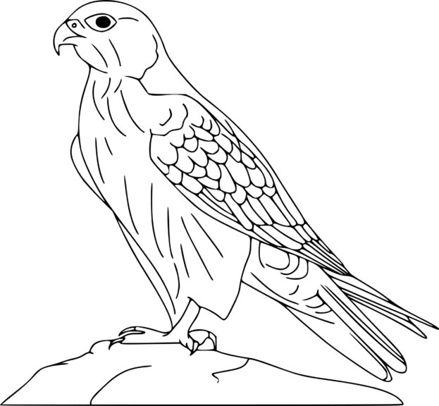 Desenho de Falcão para colorir